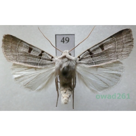 Eugnorisma glareosa (Esper, 1788) Czech49